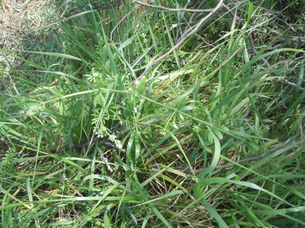 Galium aparine / Caglio asprello